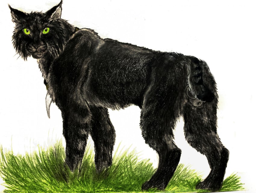 animal_genitalia balls black_body black_fur dragoness31 felid feline feline_sheath feral fully_sheathed fur genitals grass green_eyes jewelry looking_at_viewer looking_back lynx male mammal necklace plant sheath solo