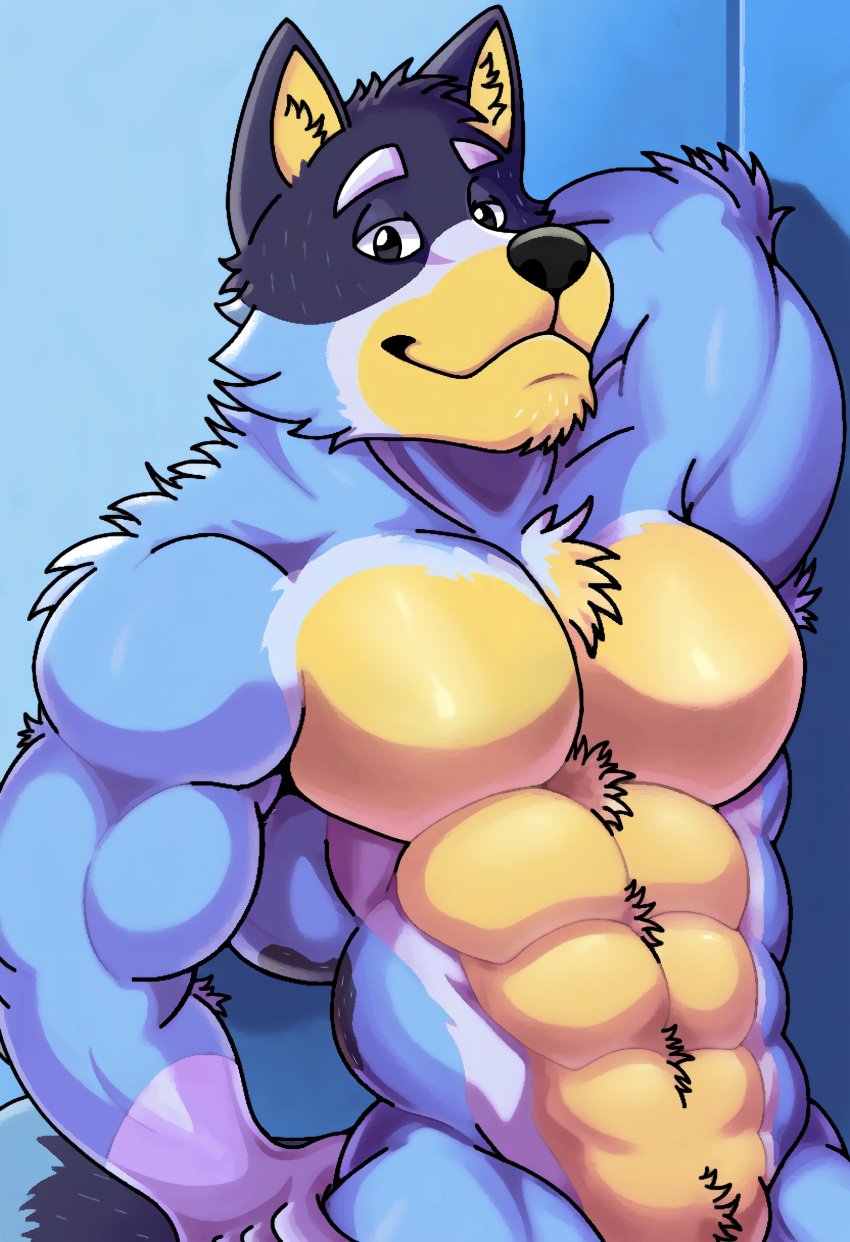 abs absurd_res anthro arm_tuft armpit_hair australian_cattle_dog bandit_heeler bedroom_eyes belly belly_tuft biceps blue_body blue_eyebrows blue_fur bluey_(series) body_hair canid canine canis cattledog chest_tuft chin_tuft domestic_dog elbow_tuft eyebrows facial_tuft fur hand_behind_head hand_on_leg hand_on_thigh head_tuft herding_dog hi_res inner_ear_fluff looking_at_viewer male male_only mammal multicolored_body multicolored_fur muscular muscular_anthro muscular_male narrowed_eyes neck_tuft nude organs pastoral_dog pecs rjquaty seductive sensual shoulder_tuft simple_background smile solo standing stomach tail tan_belly tan_face tan_inner_ear tuft