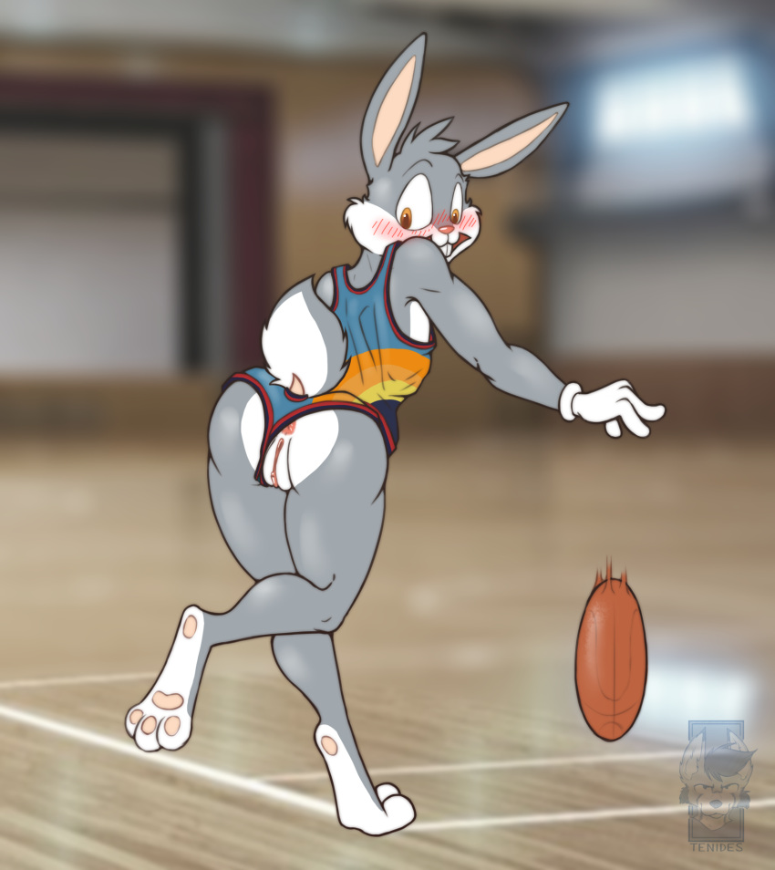 andromorph anus ass ball basketball_(ball) basketball_court basketball_uniform blush brown_eyes bugs_bunny clothing cuntboy fur genitals gloves grey_body grey_fur handwear hi_res intersex lagomorph leporid long_ears looney_tunes mammal open_mouth pawpads pussy rabbit raised_tail running space_jam sportswear surprised_expression tenides uniform warner_brothers white_body white_fur