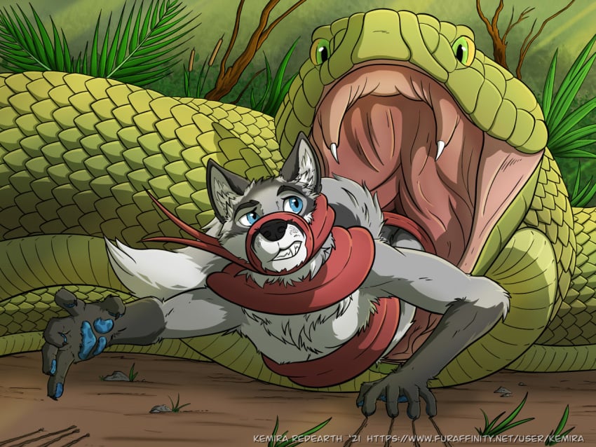 ambiguous_gender anthro black_snout blue_eyes blue_pawpads canid canine cattail_(plant) claw_marks claws clenched_teeth detailed_mouth duo fangs feral fern forked_tongue fox fur grass green_body green_eyes green_scales grey_body grey_fur kelevra kemira long_tongue looking_back male mammal open_mouth pawpads plant reptile rock scales scalie size_difference snake struggling struggling_prey teeth tongue tongue_wrap tree vore were werecanid werecanine werefox yellow_sclera