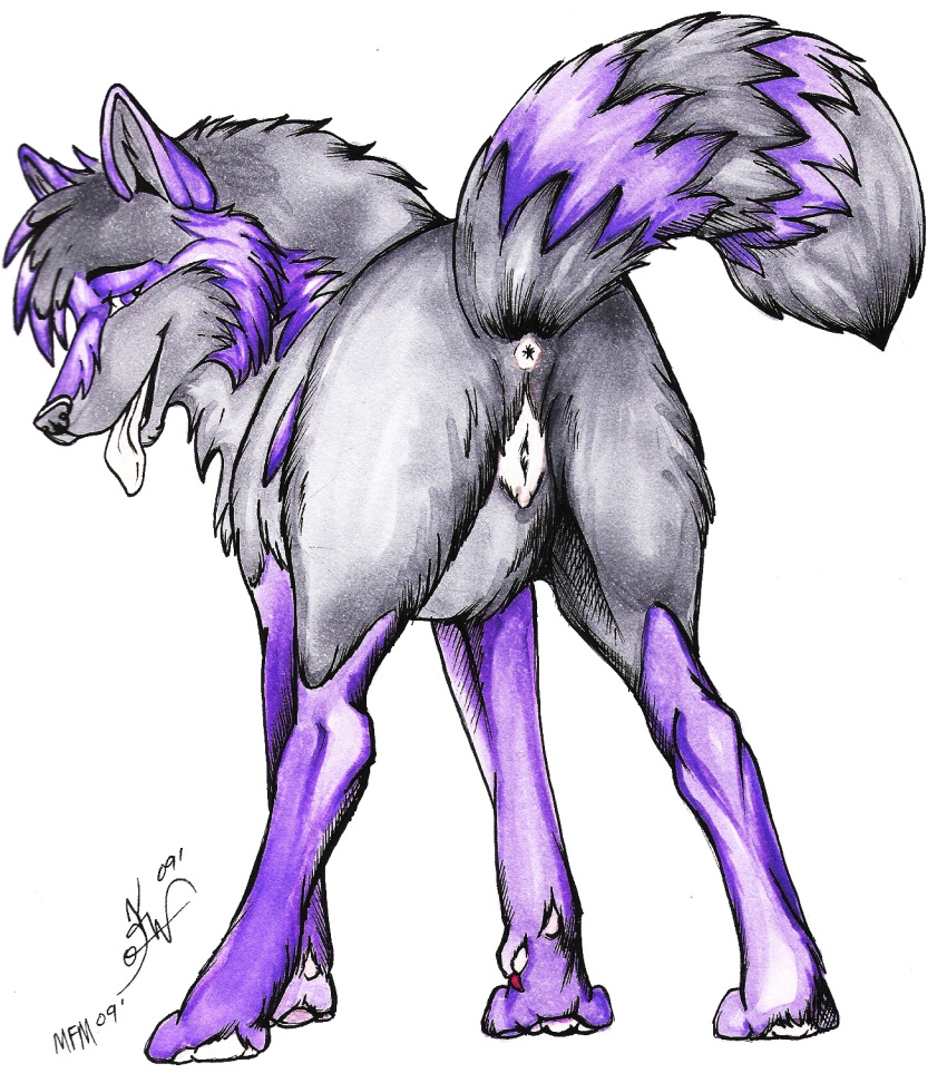 2009 anatomically_correct anus blackfrost canine canine_pussy dewclaw female feral glance grey_fur panting presenting purple_fur pussy raised_tail solo tail tav_windpaw tongue wolf