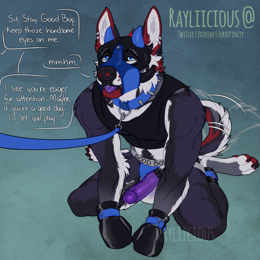 1:1 anthro artist_name black_body black_claws black_clothing black_fur black_nose black_topwear blue_clothing blue_collar blue_eyes blue_jockstrap blue_leash blue_underwear bondage_gear bondage_gloves canid claws clothing collar ear_piercing ear_ring english_text erection front_view fur genitals good_boy grey_body grey_fur hi_res humanoid_genitalia humanoid_penis inner_ear_fluff jockstrap kneeling leash male mammal mask narrowed_eyes pawpads penis piercing purple_penis purple_tongue rayliicious red_body red_fur red_pawpads ring_piercing solo tail_motion tailwag text tongue tongue_out tongue_piercing topwear tuft underwear vein veiny_penis white_inner_ear_fluff