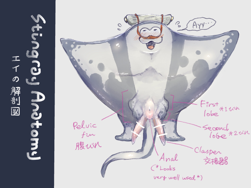 :3 anatomically_correct anthro anus batoid big_man_(splatoon) blush canned_mackerel_(pixiv) claspers embarrassed english_text fish genitals grey_body hi_res humor japanese_text male male_only manta_ray marine nintendo nude penis solo speckled_body splatoon text video_games