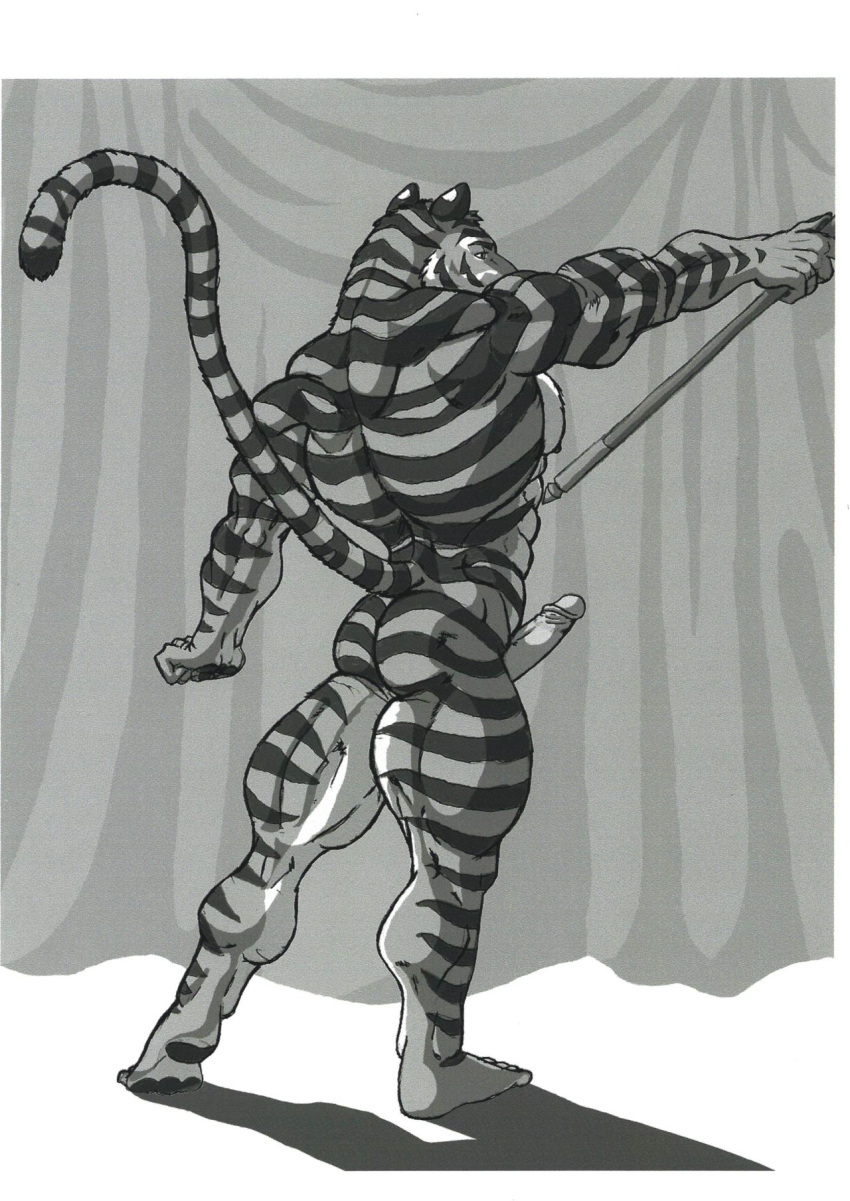 anthro ass big_penis curtains felid genitals hi_res holding_object humanoid male mammal muscular muscular_male pantherine penis rear_view solo striped_body stripes sudonym thick_thighs tiger