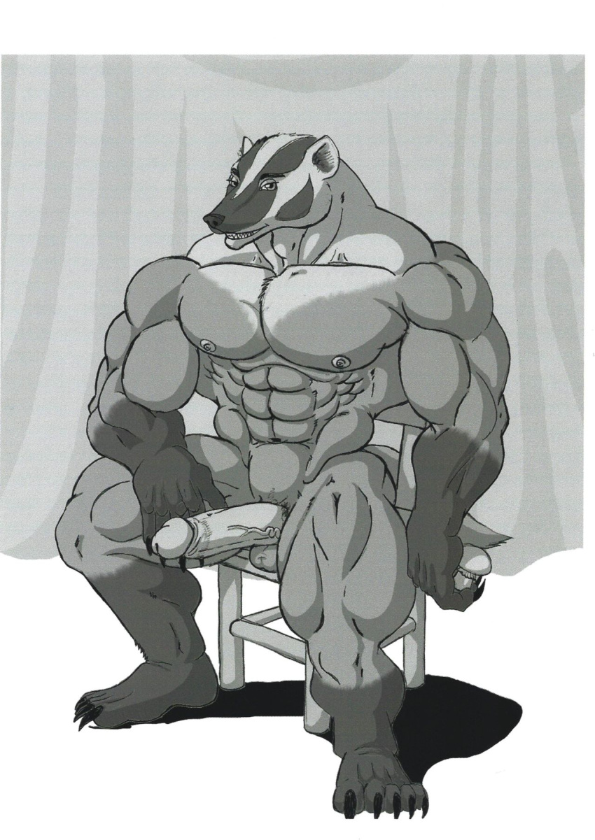 abs anthro badger big_penis curtains furniture genitals hi_res humanoid male mammal muscular muscular_male mustelid musteline pecs penis sitting smile solo stool sudonym