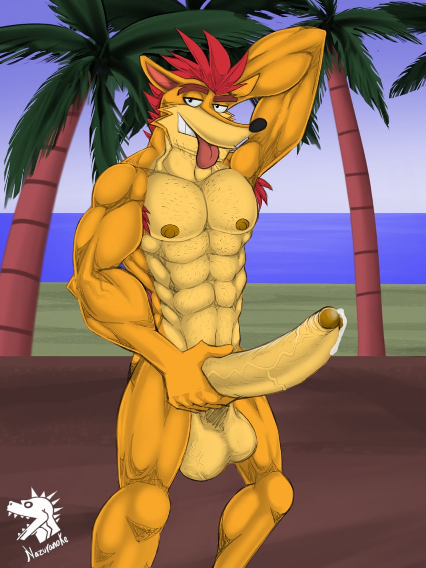 activision anthro balls bandicoot beach big_penis bodily_fluids body_hair chest_hair crash_(series) crash_bandicoot genital_fluids genitals hi_res male male_only mammal markdeth marsupial muscular muscular_male nazuranoke penis precum solo video_games watermark