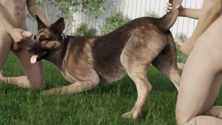 absurd_res anus ass_up bethesda_softworks brown_body brown_eyes brown_fur canid canine canis crouching dogmeat domestic_dog fallout female fence feral fur genitals german_shepherd grass group hand_on_head herding_dog hi_res holding_penis human human_on_feral interspecies kneeling looking_at_viewer male male/female male_on_feral mammal multicolored_body multicolored_fur narrowed_eyes offscreen_male outside pastoral_dog penis plant pussy s.k.d seductive shrub snow_kitsune tail_grab tongue tongue_out trio video_games zoophilia