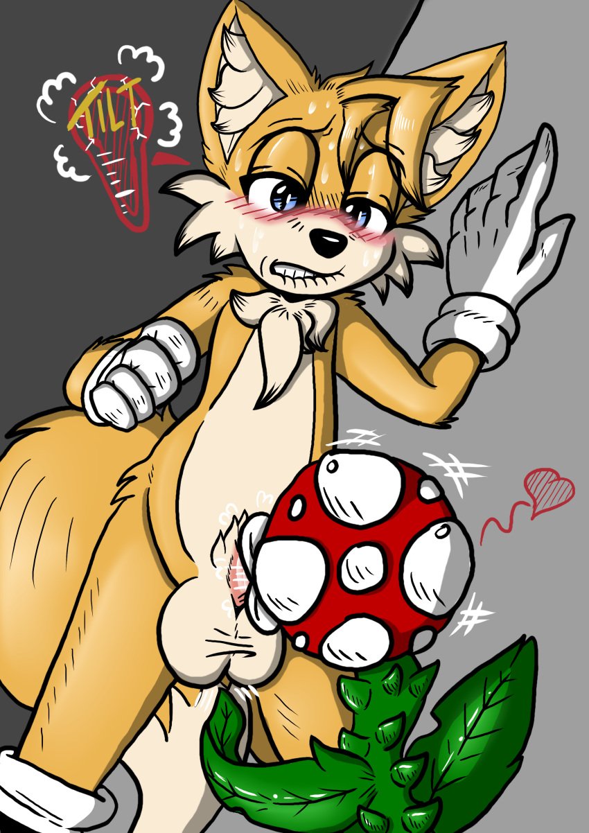 absurd_res anthro balls big_balls bite biting_lip blush bodily_fluids canid canine chest_tuft clothing crossover duo elemental_creature fellatio flora_fauna fox genitals gloves handwear hi_res interspecies male mammal mario_(series) mobian_fox multi_tail nintendo oral penile penis piranha_plant plant plant_on_anthro sega sex sonic_(series) sonic_the_hedgehog_(series) super_smash_bros. sweat tails tickling_balls tuft video_games white_clothing white_gloves white_handwear xxtheoneguyxx