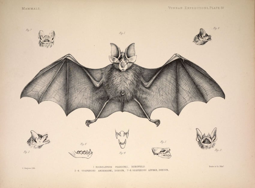 1878 19th_century ancient_art anus balls bat biological_illustration claws fangs feral fur genitals male mammal membrane_(anatomy) membranous_wings microbat monochrome philibert_charles_berjeau public_domain rhinolophid solo tail technical_illustration teeth traditional_media_(artwork) wings zoological_illustration