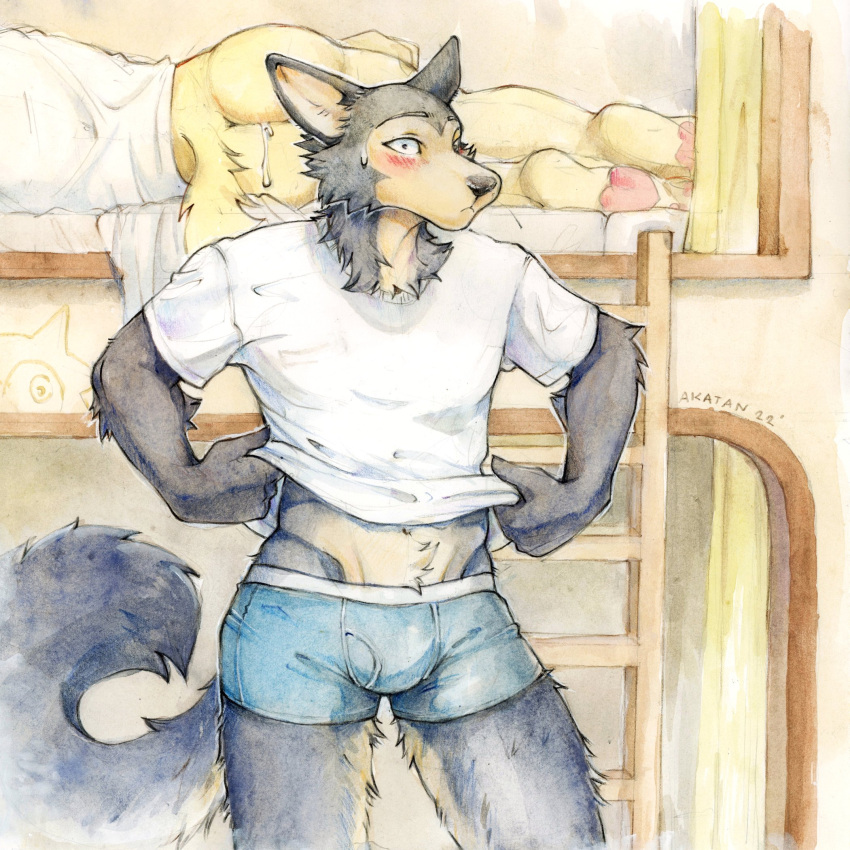 2022 after_sex akatan_art anthro ass beastars bed big_butt bird_dog blush bodily_fluids bottomless boxer_briefs bulge bunk_bed canid canine canis caught clothed clothing cum cum_drip cum_in_ass cum_inside digital_drawing_(artwork) digital_media_(artwork) domestic_dog dripping duo furniture genital_fluids golden_retriever hi_res hunting_dog jack_(beastars) legoshi_(beastars) looking_at_viewer male male/male male_only mammal pawpads paws retriever underwear undressing wolf