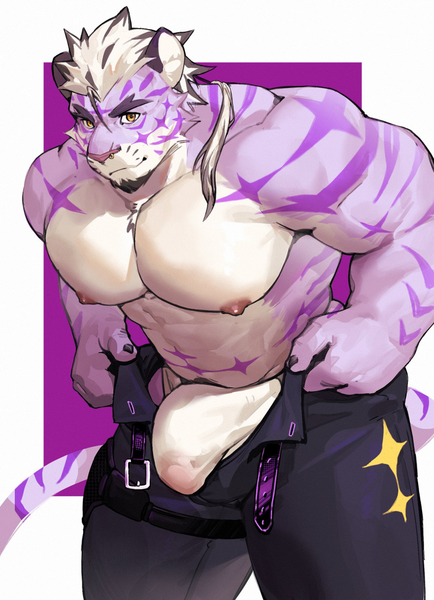 1boy abs anthro beard belt_unbuckled biceps big_muscles bottomwear bulge chest_tuft claws clothed clothing doooo2424 facial_hair felid feline fur gear genital_outline goatee hair hi_res hybrid looking_at_viewer male male_only mammal markings multicolored_body multicolored_fur multicolored_hair muscular muscular_anthro muscular_male nipples pantherine pants pecs penis_outline ponytail purple_body ring ring_(jewelry) ring_piercing sadiend simple_background solo solo_male stripes tiger topless tuft underwear undressing yellow_eyes