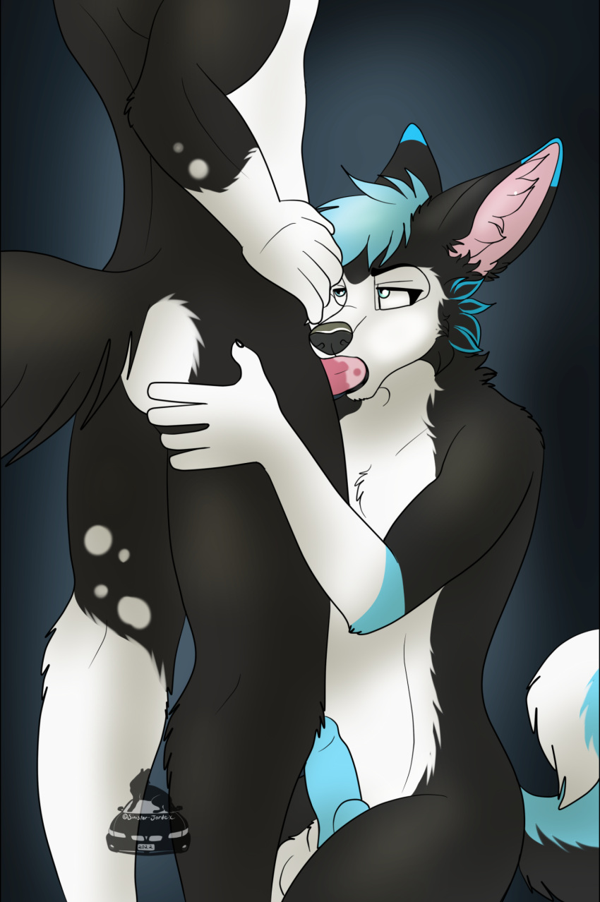 2boys artist_logo black_fur blowjob blue_fur blue_penis blue_pupils border_collie faceless faceless_male furry furry_only furry_tail gay gay_blowjob hand_on_ass hand_on_butt hand_on_hip hi_res husky loki_the_husky pink_ears pink_penis siberian_husky sinister-jordex staring_up white_fur