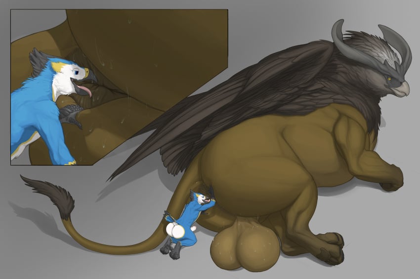 absurd_res aetherxov ajax_(aetherxov) anal anthro anthro_on_feral anus ass avian balls beak big_balls big_butt bird bodily_fluids claws digital_media_(artwork) duo erection feathered_wings feathers feral foreskin fur genitals gryphon hi_res jakob_(gayburdy) licking lying macro male male/male mythological_avian mythology nude on_side open_mouth oral penis rear_view rimming sex simple_background size_difference spread_anus spreading sweat sweaty_anus sweaty_balls sweaty_butt sweaty_genitalia toe_claws tongue tongue_out wings zoophilia