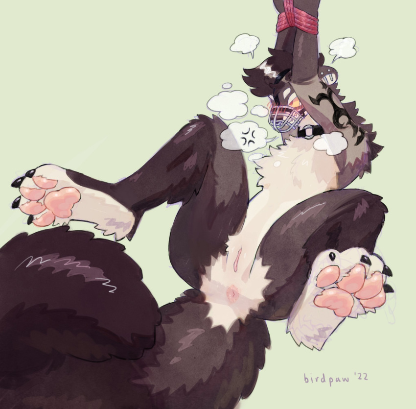 2022 4_toes andromorph angry anthro anus arm_tattoo arms_tied artist_name big_tail birdpaw_(artist) black_claws blush bound breath brown_body brown_ears brown_fur brown_hair chest_tuft claws cuntboy digital_media_(artwork) ear_piercing eyebrows feet fluffy fluffy_tail fur genitals glistening glistening_hair glistening_legs glistening_pawpads glistening_tail gloves_(marking) green_background grey_body grey_fur gulonine hair harley_(moocowgoocow) hi_res industrial_piercing intersex knee_tuft leg_tuft mammal markings marten mustelid musteline muzzle_(object) muzzled pawpads piercing pine_marten pink_anus pink_pawpads pink_pussy pussy raised_arms red_rope rope simple_background solo spread_legs spreading submissive submissive_andromorph submissive_anthro submissive_intersex tail_tuft tan_body tan_fur tattoo toes tuft white_eyebrows white_eyelids yellow_sclera