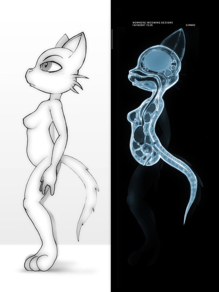 1girls anthro breasts cross_section darkdoomer early_pregnancy feline female fetus fur furry internal nude pregnant uterus x-ray