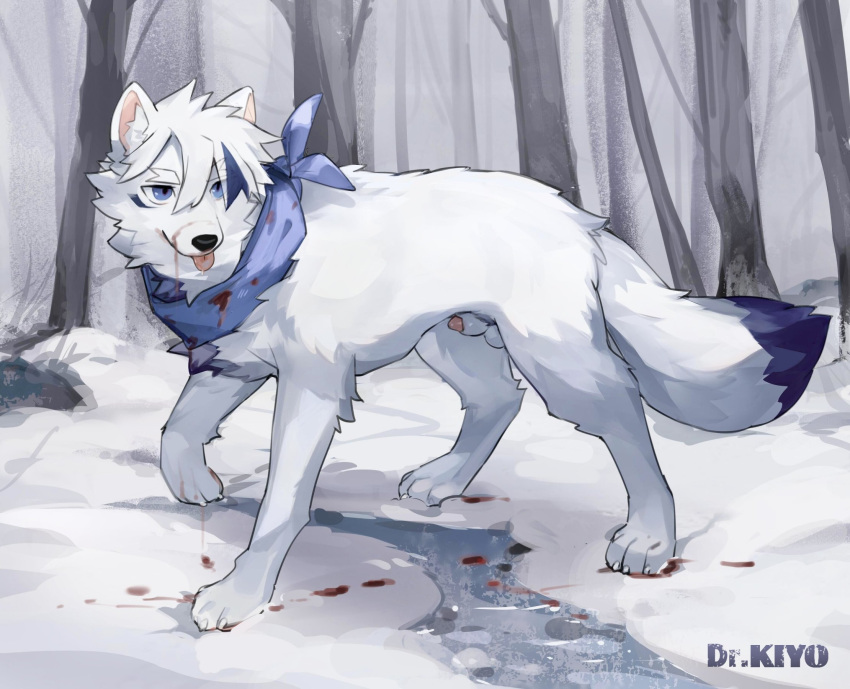 animal_genitalia balls blood blue_eyes bodily_fluids canid canine claws dipstick_tail dr.kiyo eyebrows feral fur genitals hi_res kemono male mammal markings paws penis plant poking_out quadruped sheath snow solo tail tail_markings tongue tongue_out tree white_body white_fur