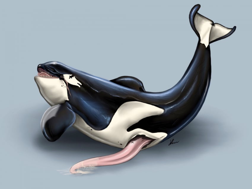 2020 animal_genitalia animal_penis anus bodily_fluids cetacean cetacean_penis cum delphinoid erection feral genital_fluids genital_slit genitals kayla_orca lying male male_only mammal marine oceanic_dolphin on_side orca penis pink_penis presenting scar sharp_teeth signature slit solo tapering_penis teeth tongue toothed_whale