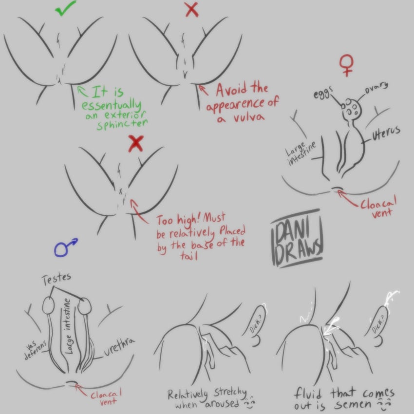 anatomy animal_genitalia avian bodily_fluids cloaca cloacal cloacal_fingering cum danidrawsandstuff ejaculation english_text female fingering genital_fluids genitals grey_background helluva_boss hi_res how-to internal_balls large_intestines male penis simple_background sketch stolas_(helluva_boss) text urethra