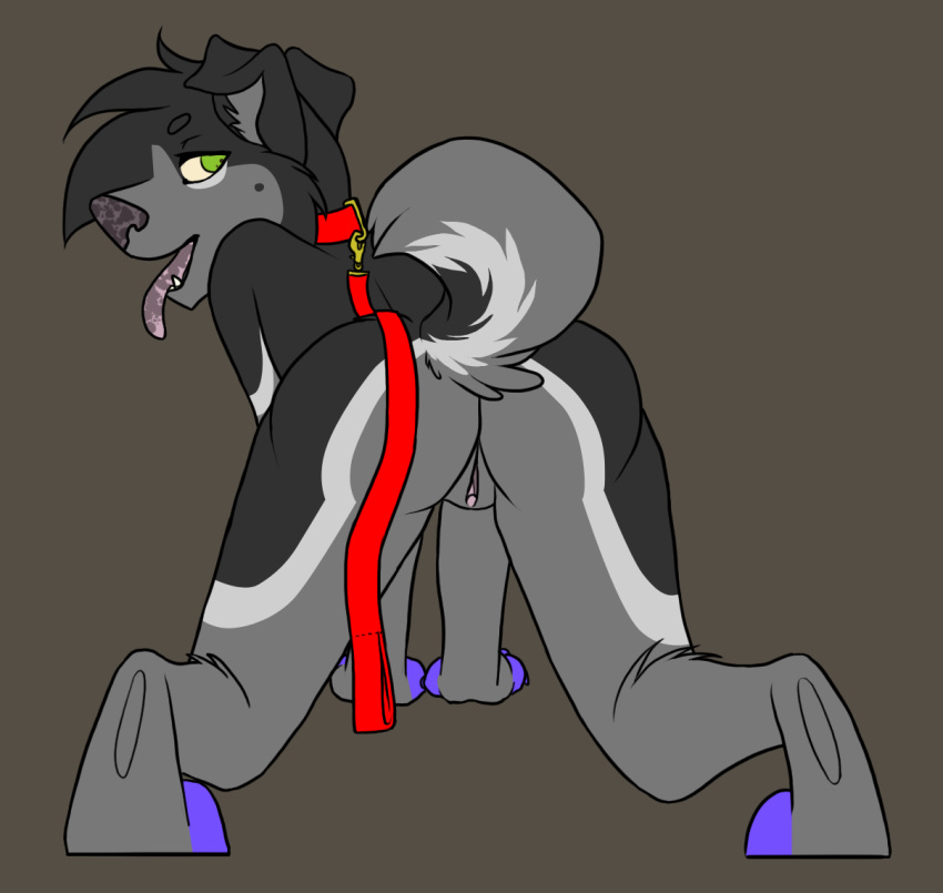 all_fours anthro ass canine collar female from_behind fur furry green_eyes husky leash looking_at_viewer nude open_mouth pose pussy raised_tail solo spazz spazzasaurus spread_legs spreading tail tongue tongue_out