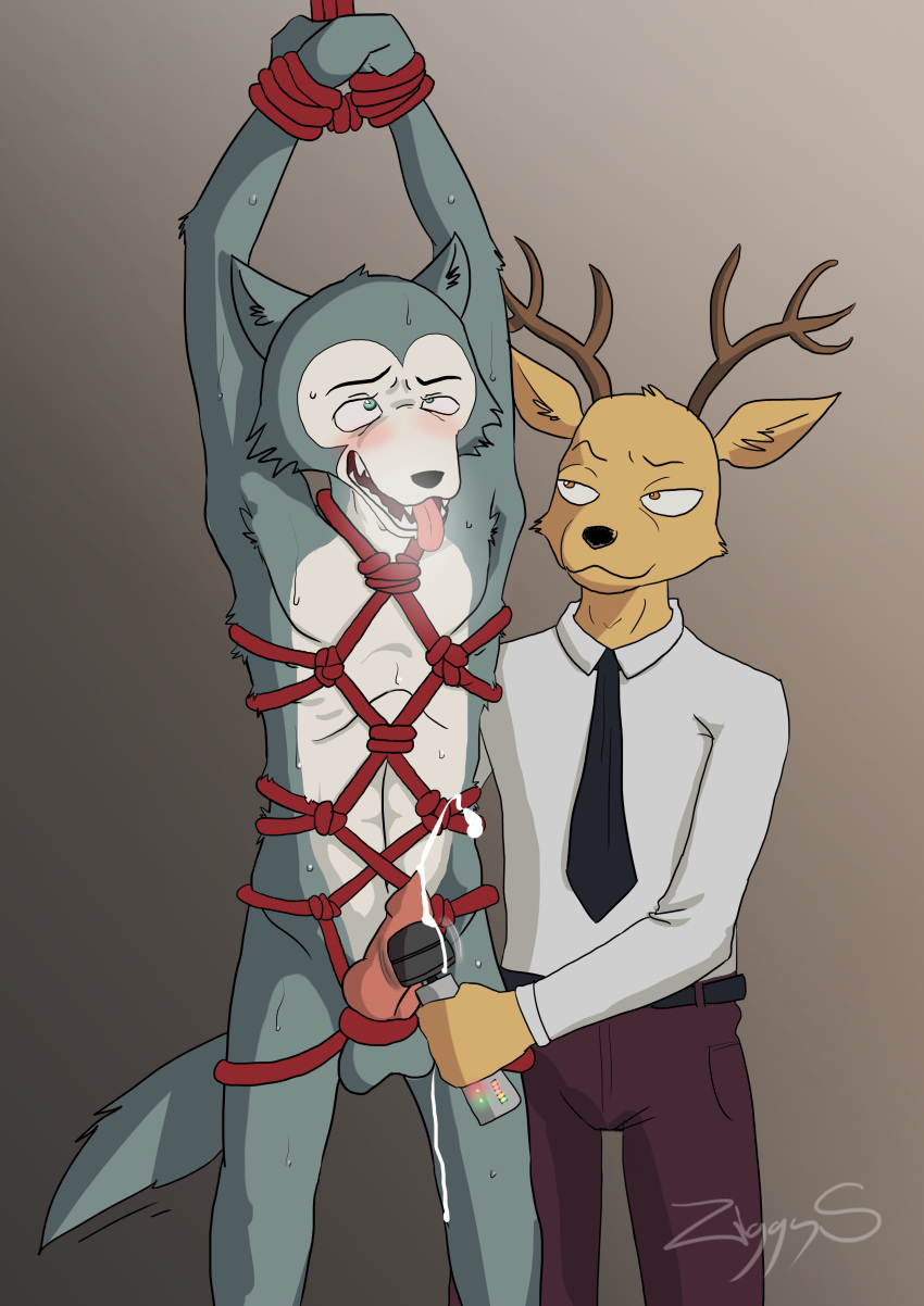 absurd_res anthro beastars bondage bondage bound canid canine canis cervid duo forced forced_orgasm hi_res legoshi_(beastars) louis_(beastars) male male/male mammal orgasm overstimulation restraints rope rope_bondage rope_harness sex_toy vibrator wolf ziggy_s