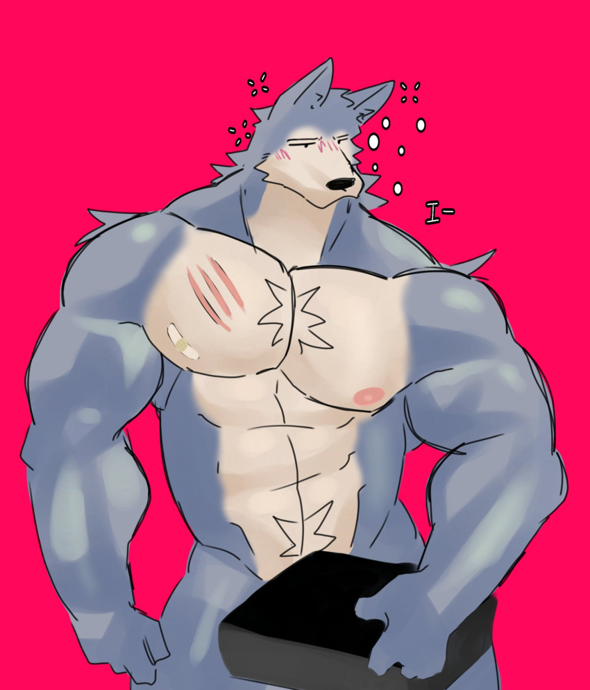 anthro bandaid bara beastars black_nose canine censored fur furry grey_body grey_fur ice_xhan legoshi_(beastars) male male_focus male_only mammal muscular muscular_male nervous nipples scar text toro_buull wolf