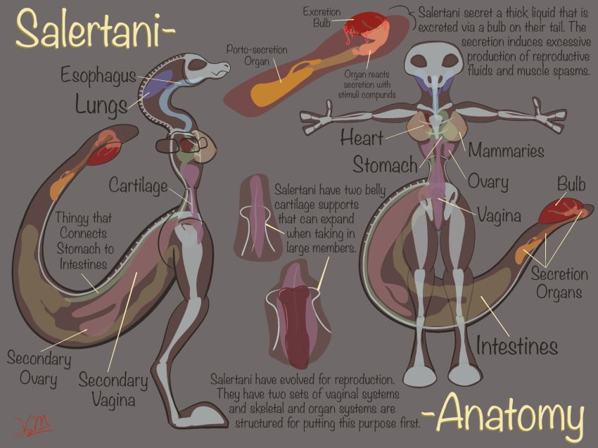 anatomy anatomy_reference anthro areola big_tail bone breasts cartilage creature_index female genitals hi_res long_neck model_sheet non-mammal_breasts nude organs original_content ovaries penetration pussy salertani scalie secretions skeleton small_waist solo standing text thick_thighs vaginal_penetration vike_mike