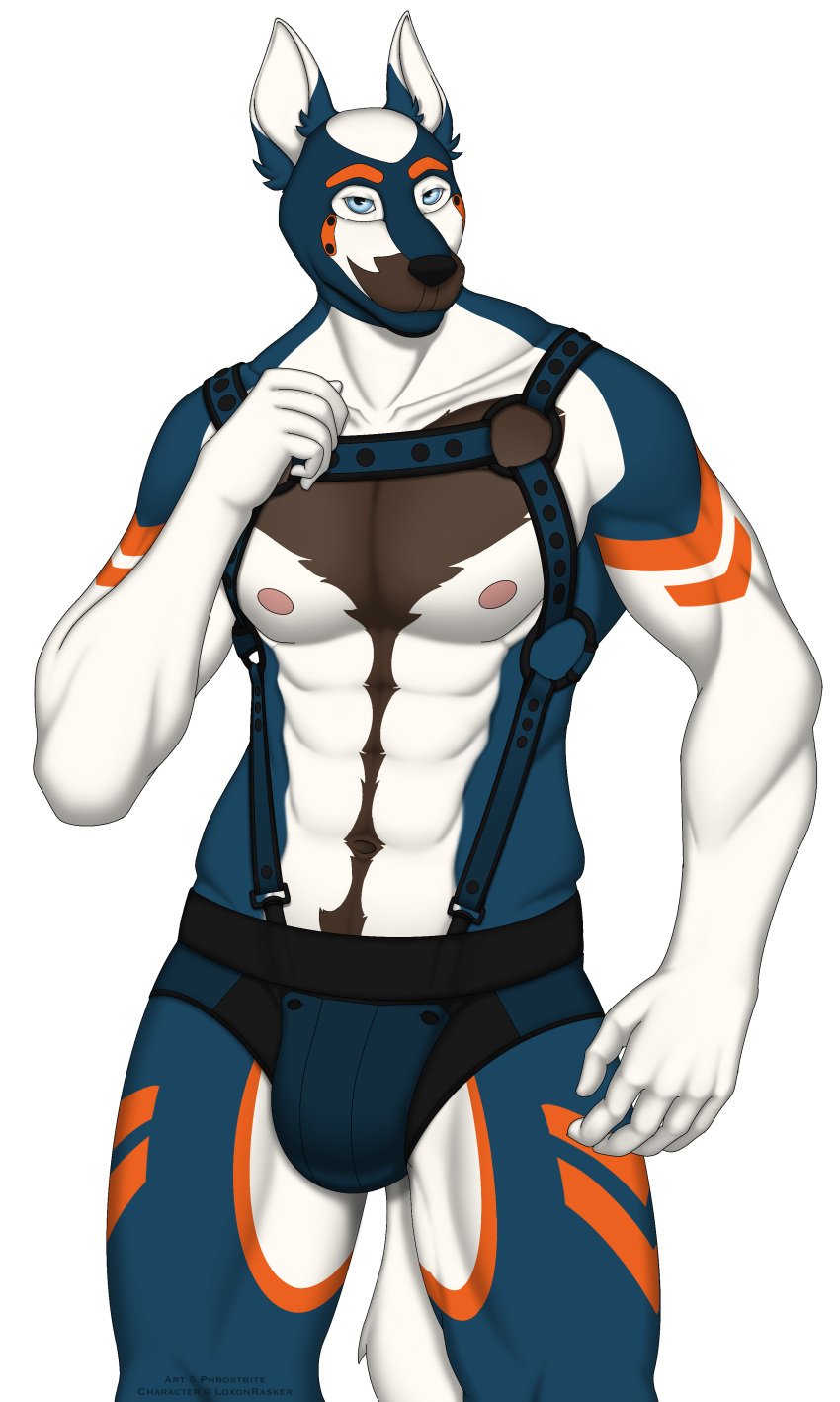 abs absurd_res alpha_channel animal_mask anthro beard blue_body blue_fur brown_beard brown_hair bulge canid canine canis clothed clothing collarbone countershading facial_hair fur hair harness hi_res looking_at_viewer love_handles male mammal mask multicolored_body muscular muscular_male nipples orange_body orange_fur phrostbite pink_nipples prick_ears pup_mask rasker signature simple_background skimpy solo tail thick_thighs transparent_background watermark white_body white_fur wolf