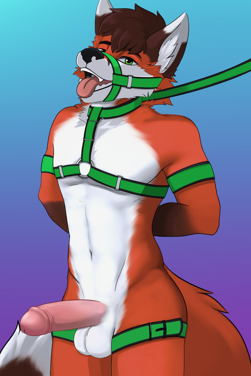 absurd_res anthro armband balls bondage canid canine fox foxzor genitals harness hi_res humanoid_genitalia humanoid_penis leash looking_at_viewer male mammal matthew_(oop1oop2) penis solo