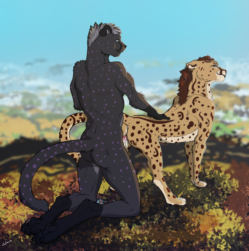 2023 anthro anthro_on_feral black_body black_fur bodily_fluids cheetah cum cum_inside doggy_style duo ejaculation erection feet felid feline female female_penetrated feral from_behind_position fur genital_fluids genitals grass hair hi_res king_cheetah male male/female male_penetrating male_penetrating_female mammal nude outside pawpads paws penetration penile penile_penetration penis penis_in_pussy plant pussy sex sky vaginal_penetration vaginal_penetration yellow_body yellow_fur zafara_(artist) zoophilia