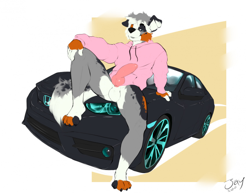 2023 alternate_version_at_source animal_genitalia animal_penis anthro artist_name artist_signature australian_shepherd balls bottomless canid canine canine_genitalia canine_penis canis car clothed clothing domestic_dog erection floppy_ears genitals hair herding_dog hi_res hoodie hoodie_only jaffridd1 jayfrid looking_at_viewer male mammal pastoral_dog penis sheepdog simple_background sitting_on_car solo teeth topwear topwear_only vehicle watermark