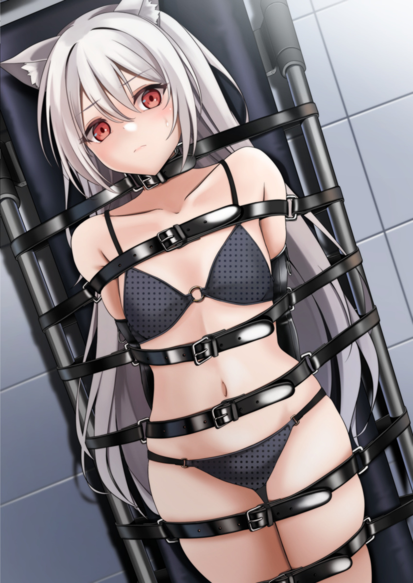 1girls arms_tied belt belt_bondage belt_buckle belt_collar black_bra black_panties bondage bra breasts immobilized legs_tied long_hair looking_at_viewer medium_breasts midriff monoglove navel o-ring_bra original panties red_eyes rxlindera sweatdrop tile_floor white_hair wolf_ears wolf_girl