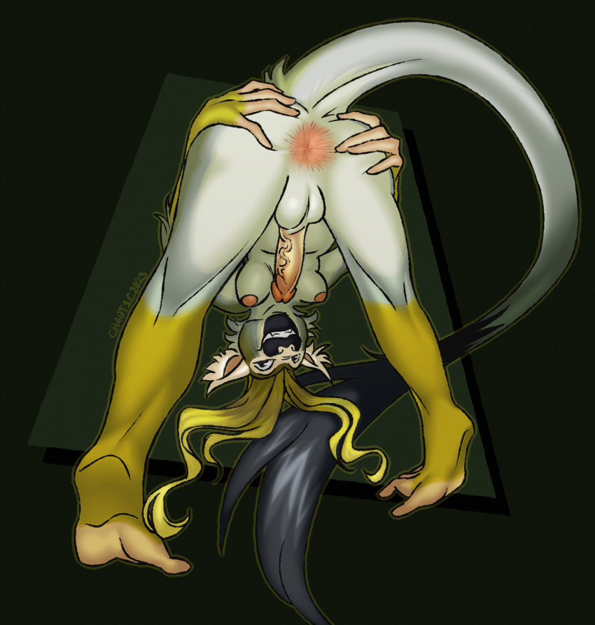 2023 anthro anus ass ass_up balls blonde_hair breasts butt_grab cebid ch40t1c cock-tail dickgirl digital_media_(artwork) ear_tuft erection fur futa_sans_pussy futanari genitals grin gynomorph hair hand_on_butt hanging_breasts haplorhine hi_res humanoid_genitalia humanoid_penis intersex leaning leaning_forward long_tail looking_at_viewer mammal medley_(ch40t1c) monkey multicolored_body multicolored_fur new_world_monkey nude penis perineum presenting presenting_hindquarters primate shaded simple_background smile smiling_at_viewer solo spread_anus spread_legs spreading squirrel_monkey tail tail_tuft tuft upside-down