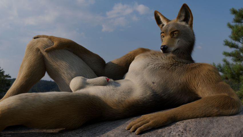 16:9 3d_(artwork) animal_genitalia animal_penis anthro balls canid canine canine_genitalia canine_penis canis coyote digital_media_(artwork) djano forest genitals hi_res looking_at_viewer male mammal nipples nude penis penis_tip plant realistic_fur rock sheath solo tree widescreen