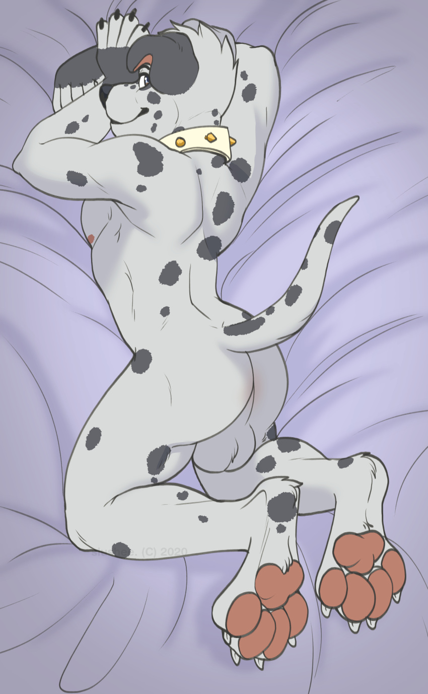 absurd_res anthro ass balls canid canine canis chance_(furrywolfnate) collar dalmatian domestic_dog genitals hi_res male mammal nude paws presenting slushee. solo tail