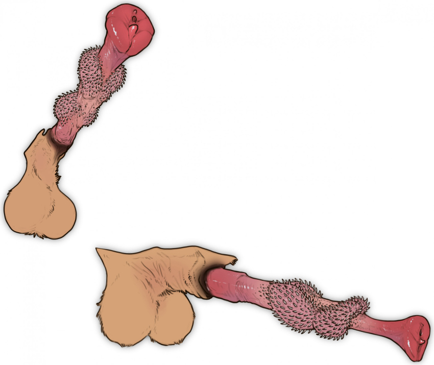 1boy anatomically_correct anatomically_correct_genitalia anatomically_correct_penis animal_genitalia animal_penis balls erection euplerid feral feral_only fossa fossa_penis genitals hi_res knot kuruk_(character) male male_only mammal penile_spines penis sheath solo stygimoloch_(artist)