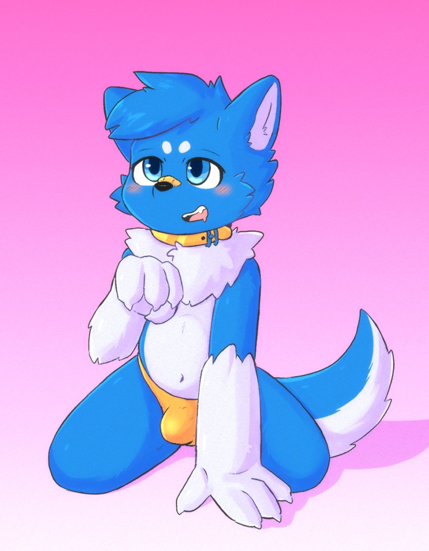 anthro band-aid bandage bandaid_on_face blue_body blue_eyes blue_fur blush bulge canid canine canis clothed clothing collar fur good_boy hi_res kemono male mammal simple_background size_difference smaller_male smile solo submissive submissive_male underwear waiting wolf wolfyzeeb zeeb_wolfy