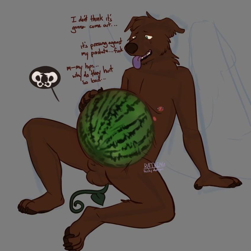 anal anthro breath broken_pelvis canid canine food fruit gordon_(thehuskydragon) hi_res improvised_sex_toy internal male mammal melon multi_nipple nipples panting plant solo thehuskydragon touching_belly watermelon