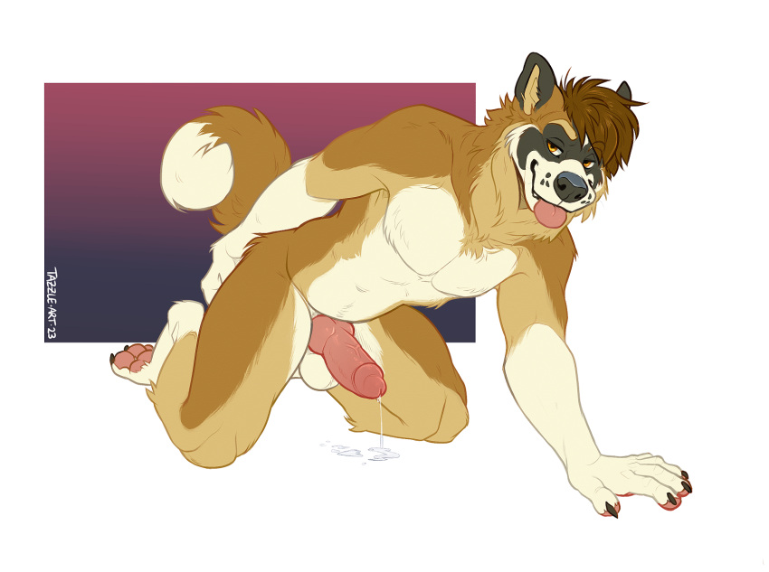 2023 akita anthro balls blep canid canine canis domestic_dog erection genitals glans hi_res humanoid_genitalia humanoid_penis hybrid_genitalia hybrid_penis knot knotted_humanoid_penis male mammal nude penis simple_background solo spitz tazara tongue tongue_out