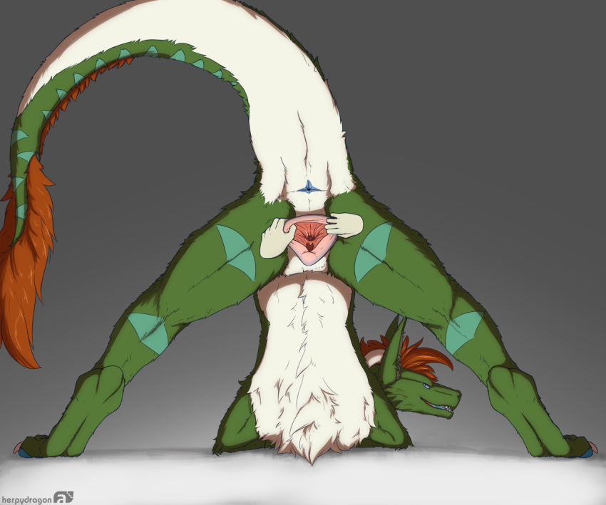 2022 anus ass ass_up disembodied_hand dragon female feral fur furred_dragon gaping gaping_pussy genitals green_body green_fur herpydragon horn jorden looking_at_viewer looking_back nude presenting presenting_anus presenting_hindquarters presenting_pussy pussy raised_tail rear_view simple_background solo spread_legs spread_pussy spreading tail wingless_dragon