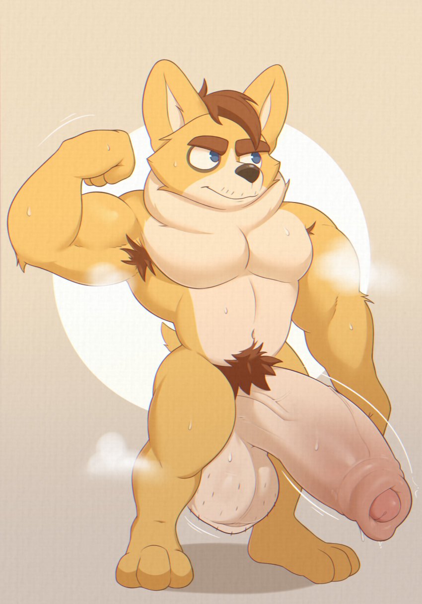 anthro armpit_hair balls big_balls big_muscles big_penis blue_eyes body_hair brown_clothing brown_hat brown_headwear canid canine canis clothing doggonut domestic_dog erection eyebrows flexing foreskin fur genitals hat headgear headwear herding_dog hi_res huge_balls huge_cock humanoid_genitalia humanoid_penis hyper hyper_balls hyper_genitalia hyper_penis male male_only mammal muscular muscular_anthro muscular_male musk nude pastoral_dog penis pubes small_but_hung solo stubble thick_eyebrows thisishomo welsh_corgi yellow_body yellow_fur