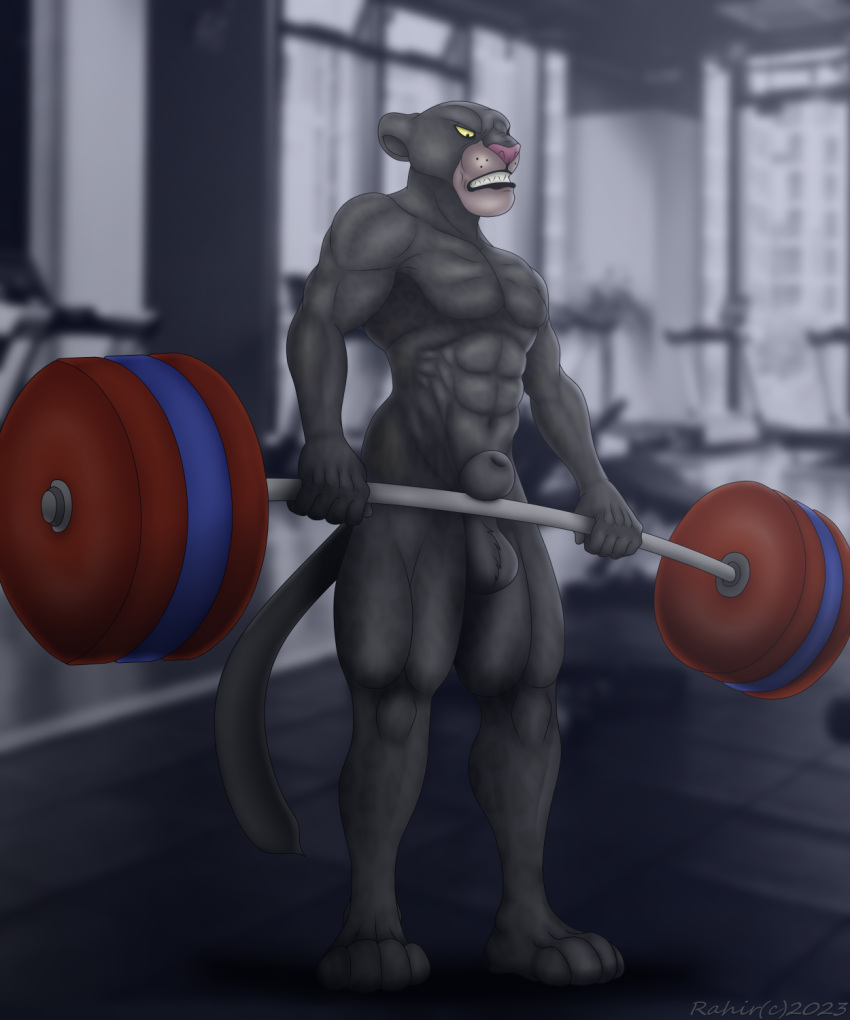 animal_genitalia anthro bagheera balls black digital_media_(artwork) domestic_cat felid feline felis furry genitals gym hi_res invalid_tag lifting male male_focus male_only mammal muscular nude pantherine sheath shredded solo_male the_jungle_book weights