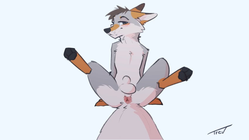 16:9 2021 animal_genitalia anthro anus ass balls bedroom_eyes biped blush canid canine canis cheek_tuft facial_tuft fangs fluffy fluffy_tail front_view fully_sheathed fur genitals grey_body grey_fur hi_res leaning leaning_backward looking_at_viewer male male_only mammal narrowed_eyes on_ground pawpads paws perineum presenting presenting_anus seductive sheath signature simple_background sitting slim smile smiling_at_viewer solo spread_legs spreading tail teeth trevart tuft widescreen wolf