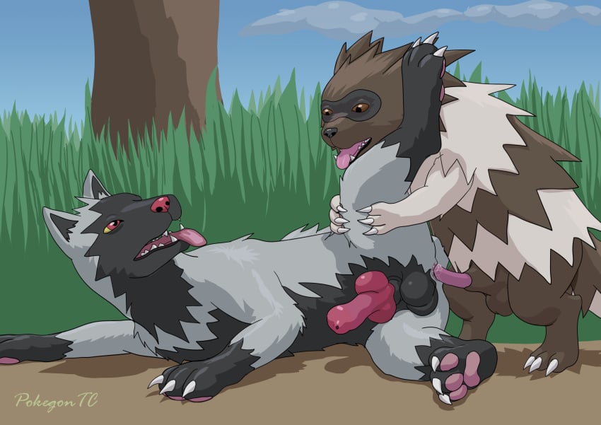 anal canine dubious_consent erection feral knot male male/male mammal penis pokémon_(species) pokemon pokemon_(species) poochyena zigzagoon