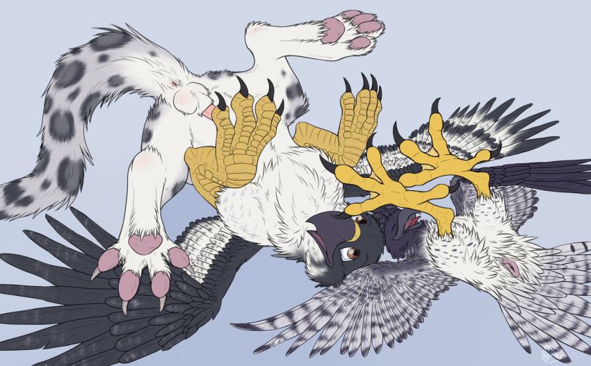 2011 anus augur_buzzard auspex avian balls catwolf cloaca eagle feline feral gay gryphon harpy_eagle hindpaw male noxy on_back paws penis snow_leopard spread_legs spreading talon wings