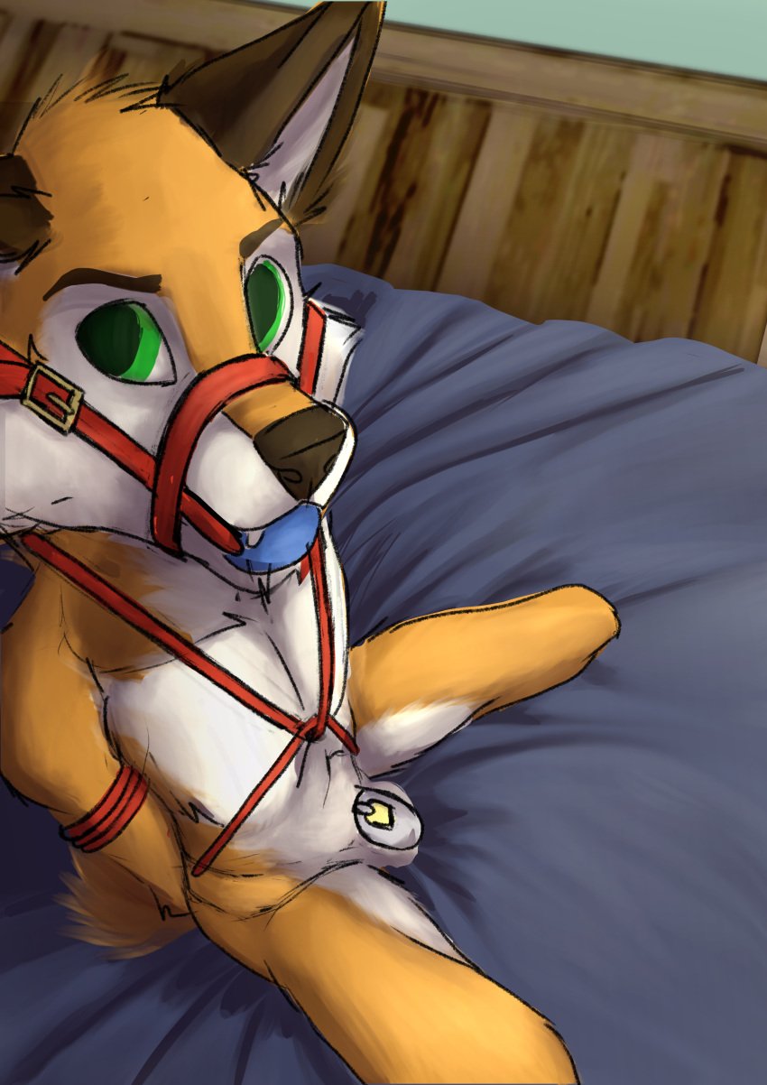 1boy absurd_res anthro ball belt bondage bound cage canid canine chastity_(disambiguation) chastity_cage chastity_device discipline dungeon eldingo_(artist) fox frustration gag gay hi_res male male/male mammal muzzle_(disambiguation) plug prison prisoner punishment restraints rope rope_bondage rope_harness solo submissive_male