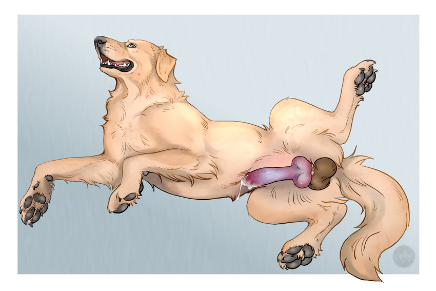 anatomically_correct anatomically_correct_genitalia animal_genitalia animal_penis balls bird_dog bodily_fluids canid canine canine_genitalia canine_penis canis cum darkened_balls darkened_genitalia domestic_dog erection feral genital_fluids genitals golden_retriever hi_res hunting_dog jetraraven knot lying male mammal on_side pawpads paws penis retriever solo