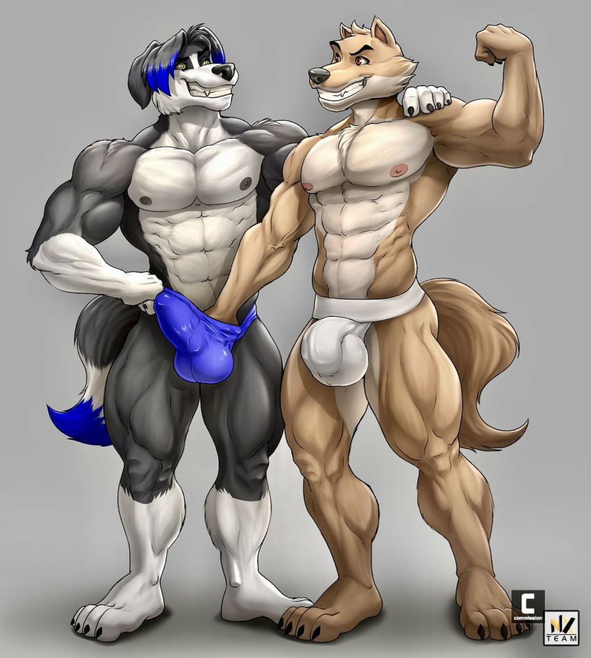 anthro border_collie bulge bulge_grab canid canine canis clothing collie domestic_dog duo herding_dog hi_res jockstrap male male/male mammal mason_(trivolmckenley) muscular muscular_male pastoral_dog sheepdog speedo swimwear underwear unknown_artist wolf