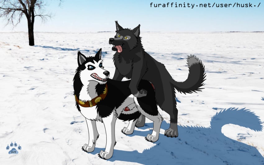 canine canine feral gay husk. husky malamute male malwolf steele wolf