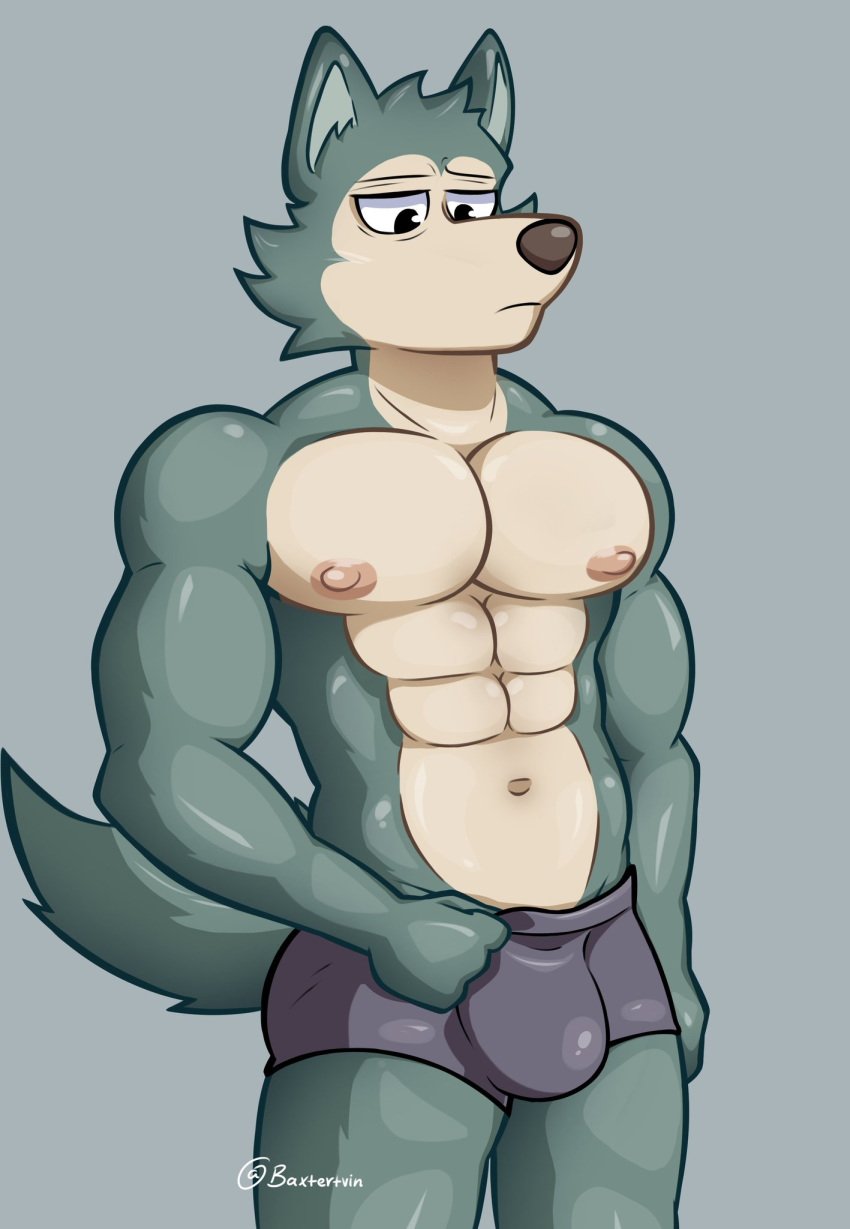 1boy 2023 4_fingers anthro anthro_only baxter7020 baxtertvin beastars black_eyes bottomless bulge bulge_through_clothing canid canine checking_out_self erect_nipples gay grey_background grey_fur holding_underwear legoshi_(beastars) male_only muscular_male purple_underwear simple_background solo_male tagme topless twitter underwear_bulge underwear_only wolf yellow_fur