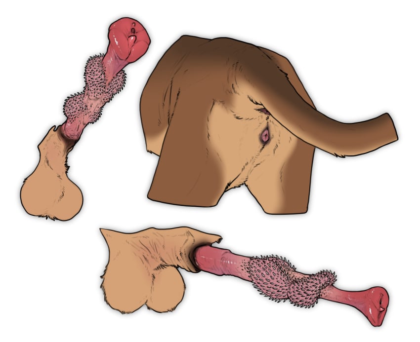 anatomically_correct anatomically_correct_genitalia anatomically_correct_penis anatomically_correct_pussy animal_genitalia animal_penis animal_pussy anus balls euplerid female feral flared_penis fossa fossa_penis genitals male mammal penile_spines penis pussy sheath stygimoloch_(artist)